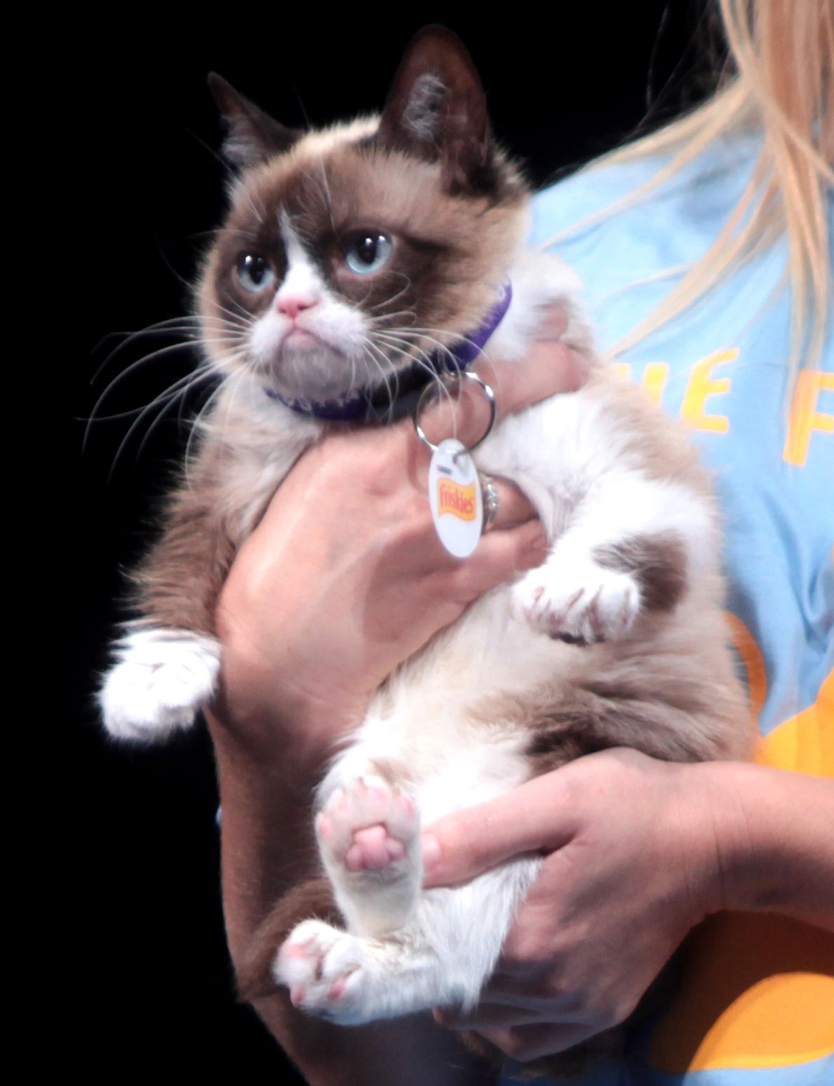 Grumpy Cat held up for photographers at a convention appearance in June 2014